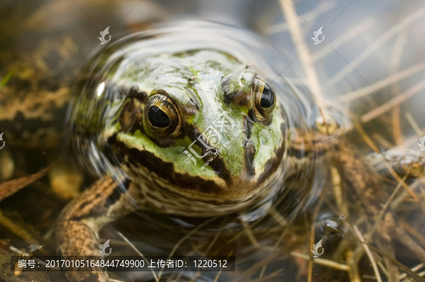 青蛙