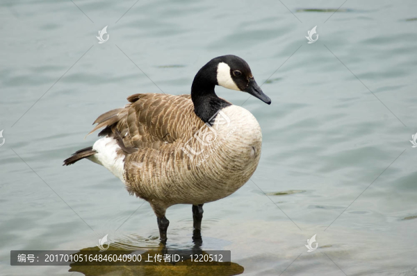加拿大鵝