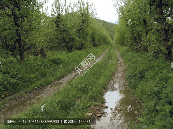 農(nóng)村公路