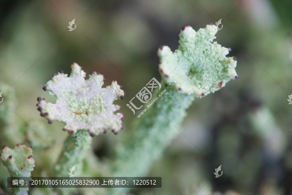 兩種地衣[部分]