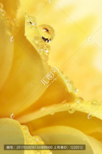 花瓣落
