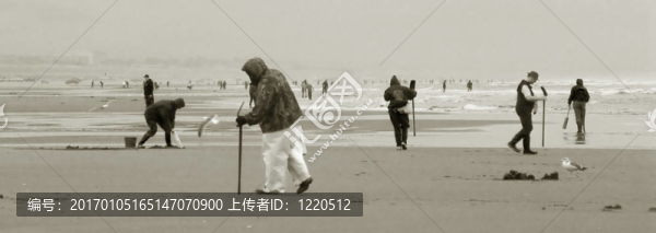 蟶子的挖掘機(jī)；俄勒岡海岸