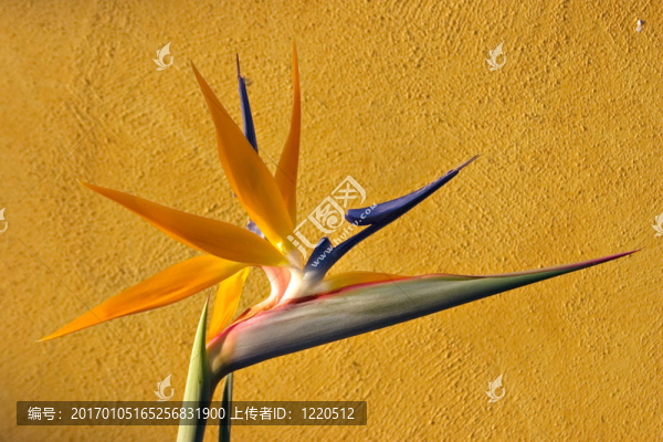 天堂鳥