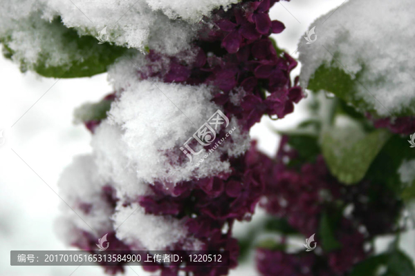 雪白的丁香花