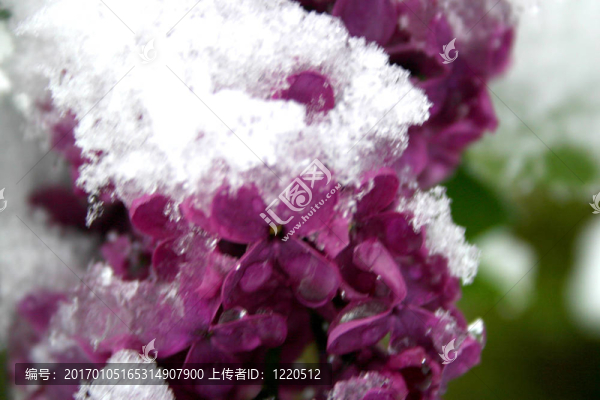 丁香在Snow