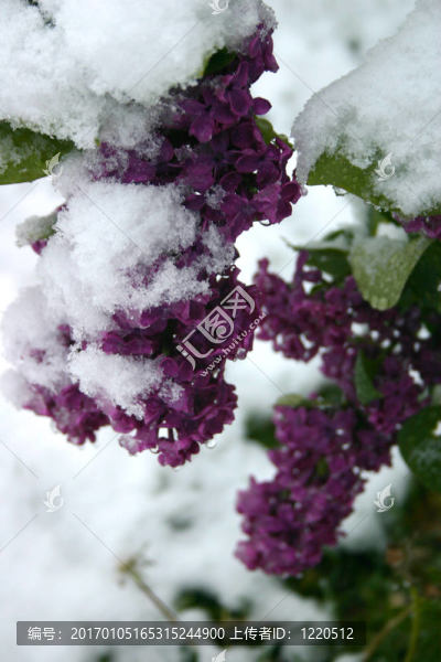 丁香在Snow