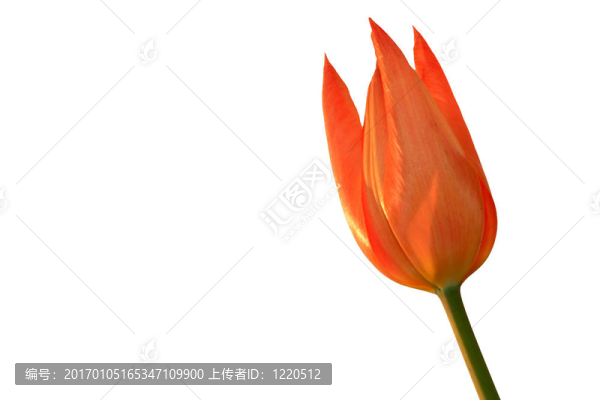 橙色郁金香白色