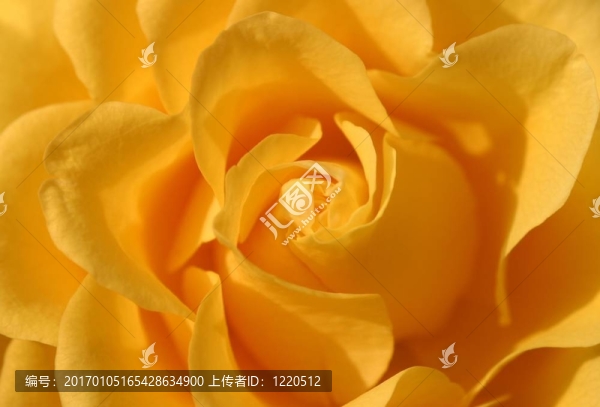 黃玫瑰的心