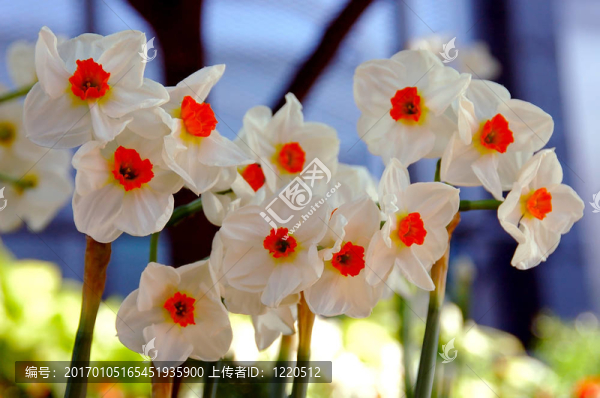 水仙花的天竺葵；Narcissi,Tazetta