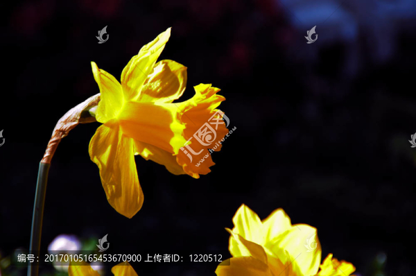 艾爾弗雷德王喇叭水仙水仙