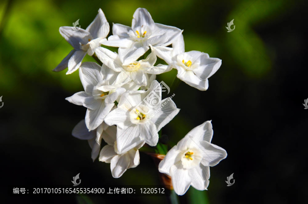 中國水仙Paperwhite,ziva
