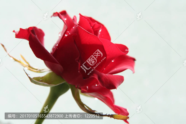 傷心的紅玫瑰