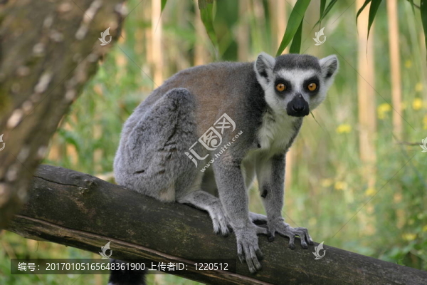 環(huán)尾狐猴