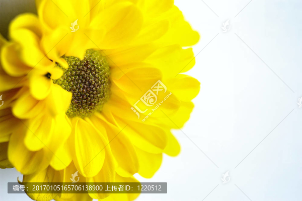 黃色的雛菊