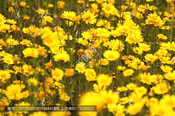 黃色的花-匯圖網(wǎng) www.fosd68.com 黃色的花