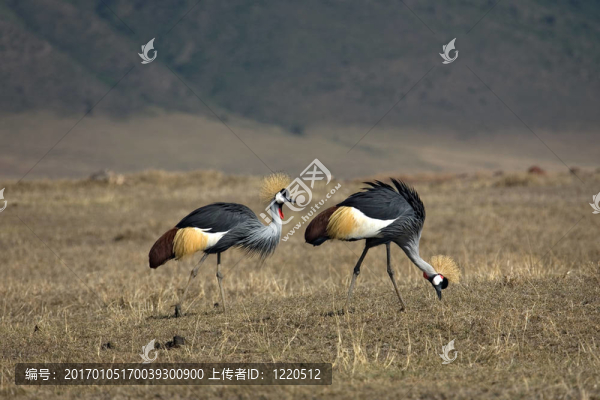 動物066灰冠鶴