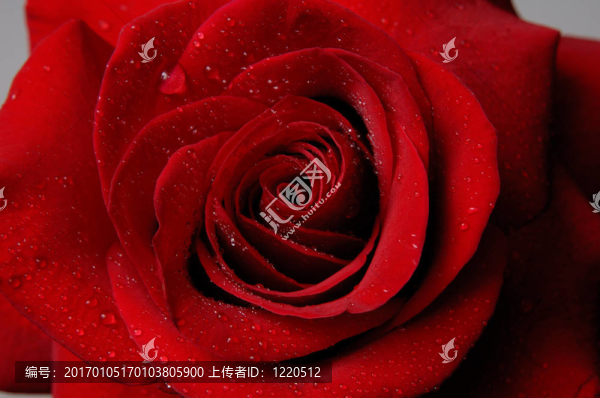 羅絲5