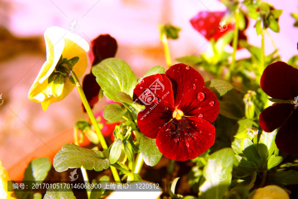 在spring_2花