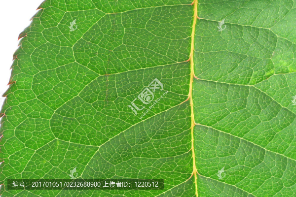 鮮綠色的葉片檢測