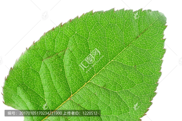 鮮綠色的葉片檢測(cè)