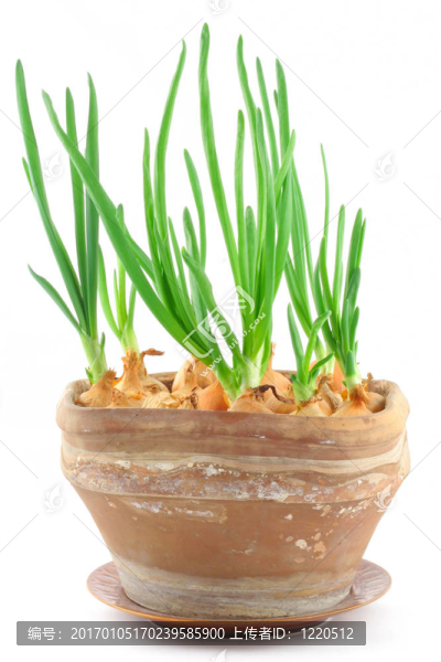 土生土長的韭菜中