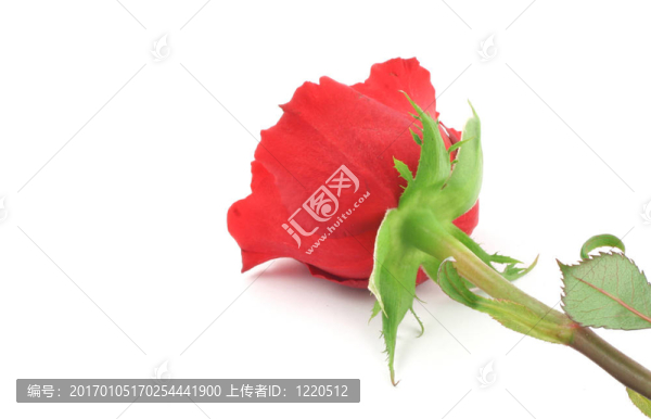 單玫瑰從D