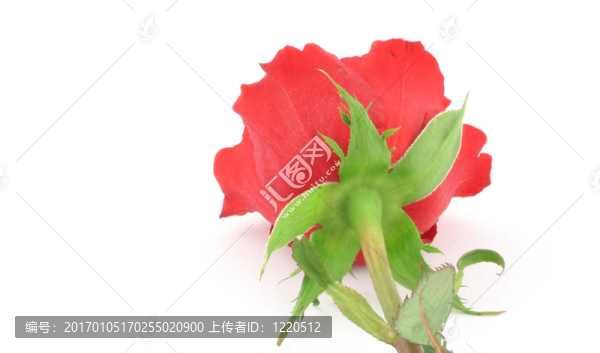 單玫瑰從D