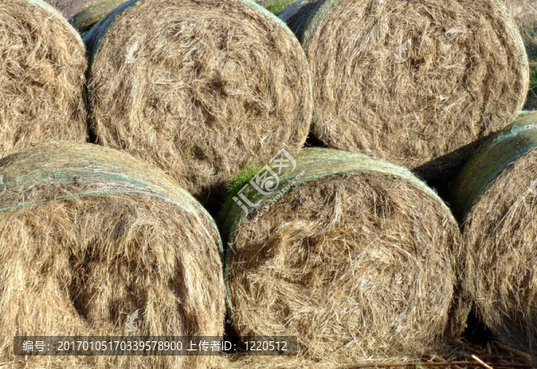 成捆的干草