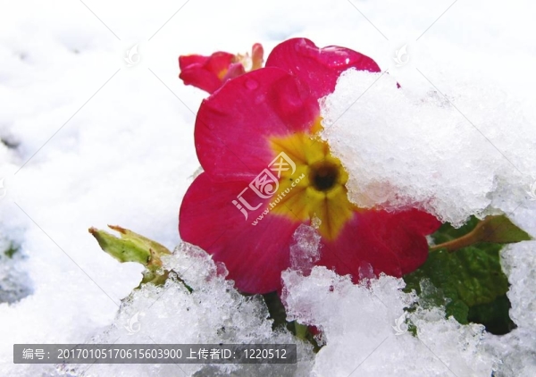 雪草