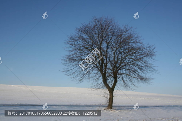 wintertree