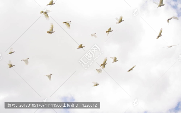 羽毛的鳥