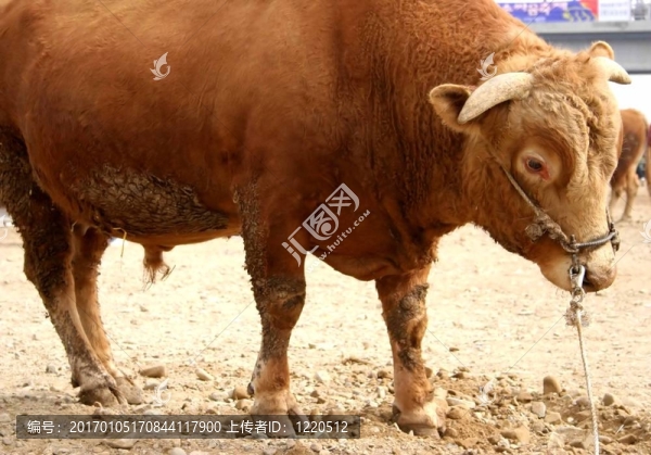 公牛