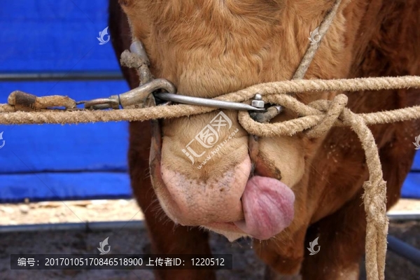 大特寫