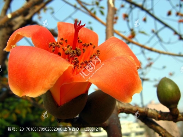 紅絲棉花花