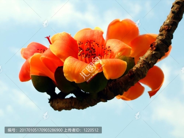 紅絲棉花花