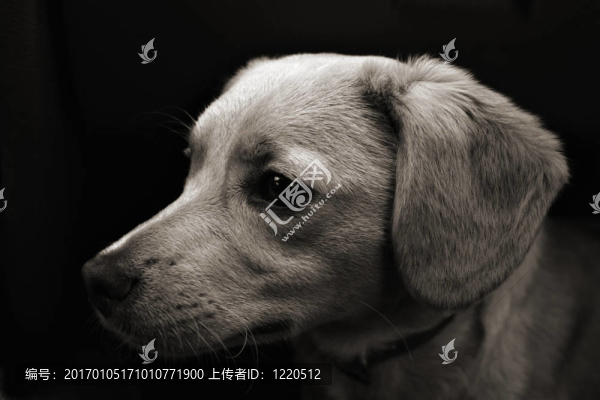 最好的朋友