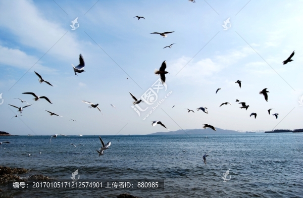 空中盤旋的海鷗