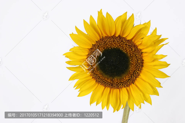 與分隔開的孤立的向日葵