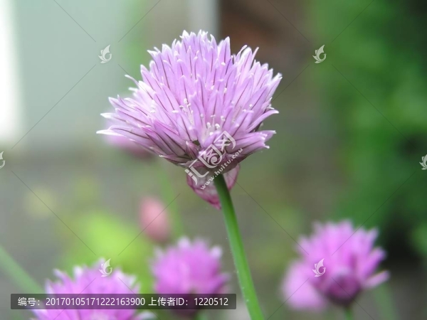 紫色小花
