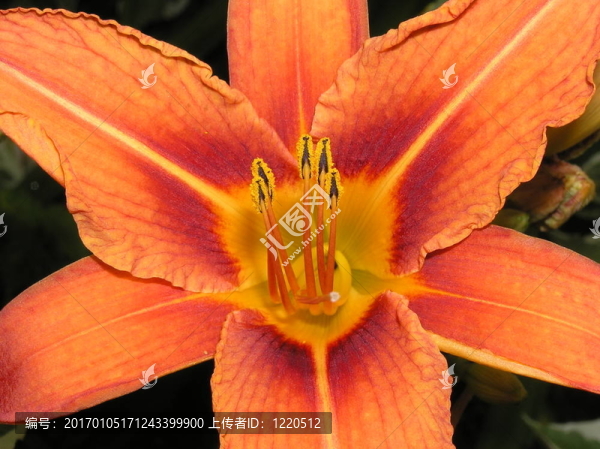 黃花菜
