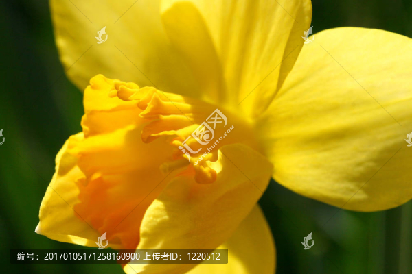水仙花