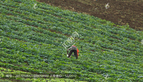 在加勒比農業(yè)