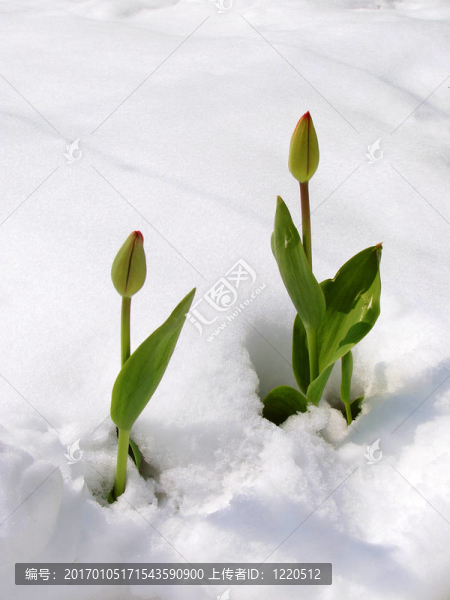 郁金香在雪