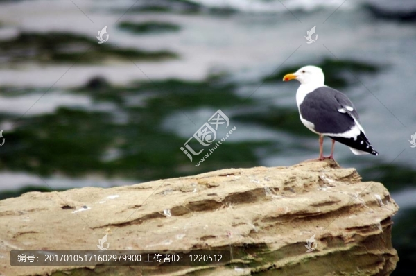 海鷗的哨兵