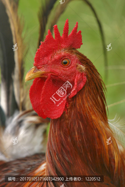 我的紅公雞