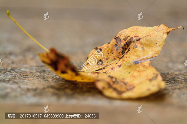 楓葉,落葉,微距