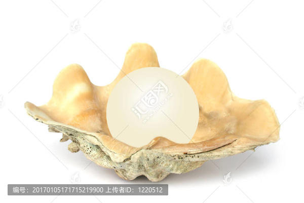 殼的球