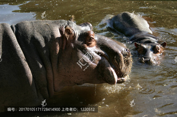 河馬