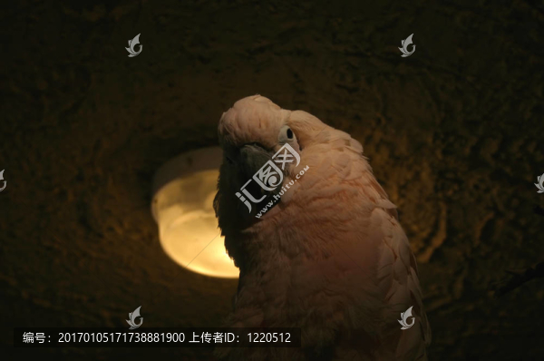 鸚鵡低頭