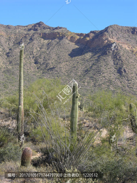 仙人掌山-匯圖網(wǎng) www.fosd68.com 仙人掌山